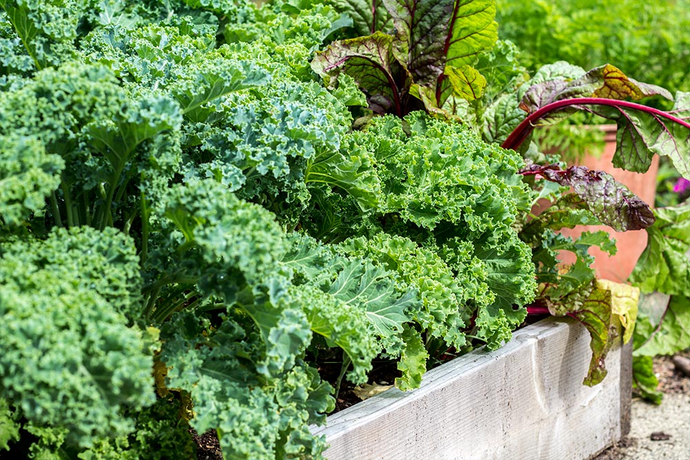 Fresh Kale Growing in a Raised Bed in the Garden