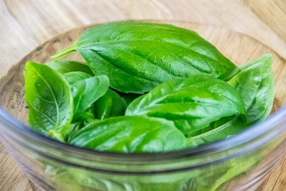 Fresh Basil Leaves