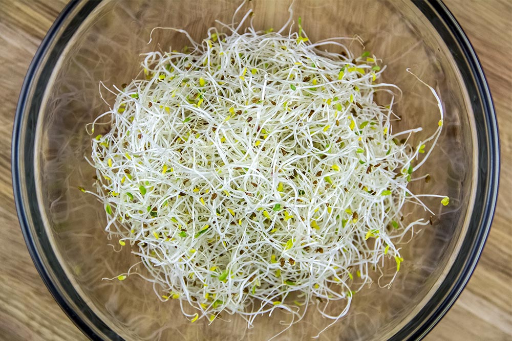 Alfalfa Sprouts