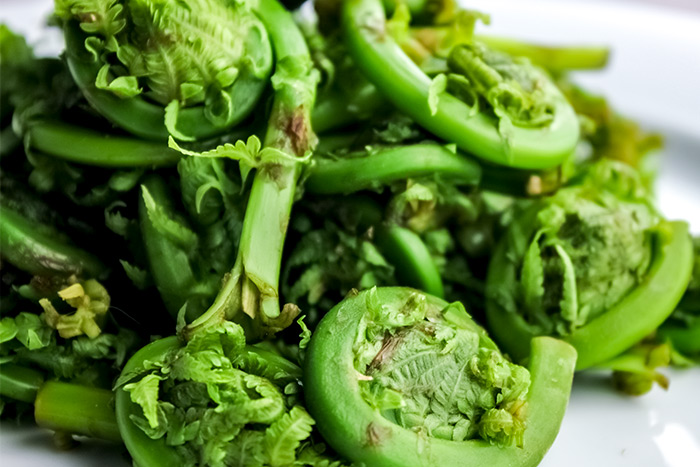 Fiddlehead Ferns